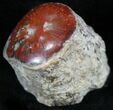 Pennsylvanian Aged Red Agatized Horn Coral - Utah #26361-1